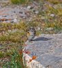 Canada_1469