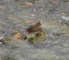 Canada_0633