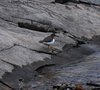 Canada_1825