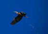 Canada_0309a