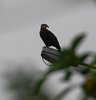 Canada_0413a