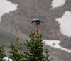 Canada_1303