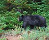 Canada_1628a