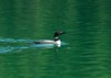 Canada_1385a