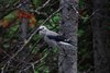 Canada_1694