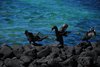 Galapagos_1523