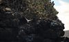 Galapagos_0598
