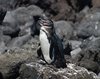 Galapagos_1593