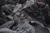 Galapagos_1072