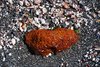 Galapagos_1509