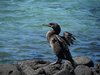 Galapagos_1532