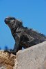 Galapagos_0802