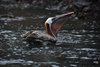 Galapagos_1100