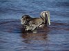Galapagos_1200