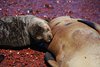 Galapagos_1190