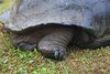 Galapagos_1999