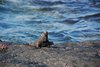 Galapagos_1290