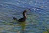Galapagos_1466