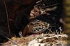Galapagos_1172