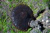 Galapagos_1473