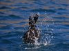 Galapagos_1628