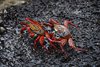Galapagos_0464