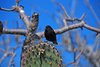 Galapagos_1156
