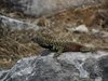 Galapagos_0271