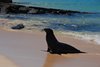 Galapagos_0790