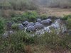 Galapagos_1994