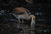 Galapagos_1041