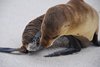 Galapagos_0420