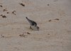 Galapagos_0455