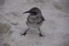 Galapagos_0343