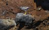 Galapagos_1618