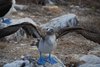 Galapagos_0261