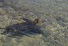 Galapagos_1448