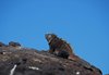 Galapagos_1589