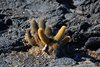 Galapagos_1399