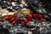 Galapagos_0470