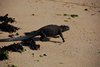 Galapagos_0826