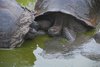 Galapagos_2004