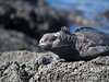 Galapagos_1262