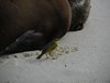 Galapagos_0386