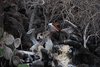 Galapagos_1077