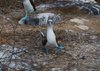 Galapagos_0250