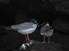 Galapagos_0582