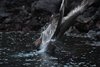 Galapagos_1098