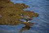 Galapagos_1418