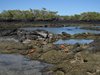 Galapagos_1407